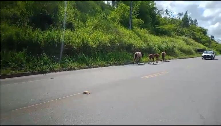 Foto: Reprodução/vídeo