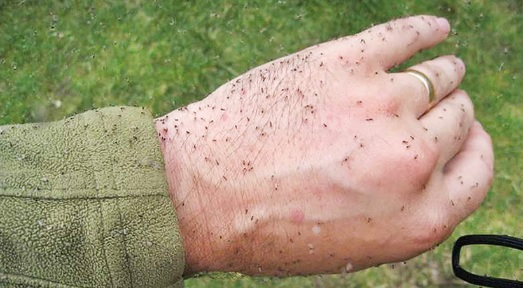 Reprodução/Internet