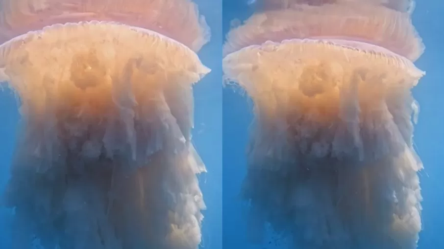 Brasil possui cerca de 15 espécies grandes de água-viva. Foto: Reprodução/Rafael Mesquita Ferreira