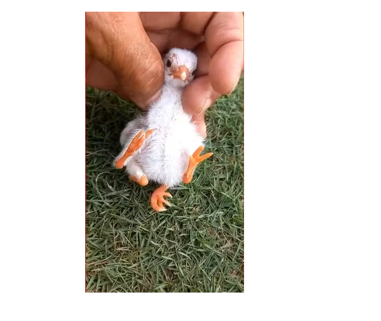 Reprodução/Internet