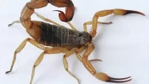 Reprodução / Internet