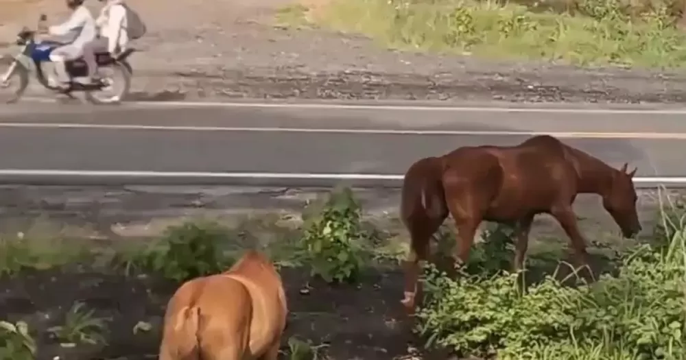 Prefeitura de Serrinha emite decreto que autoriza abate de animais apreendidos nas ruas. Foto: Reprodução
