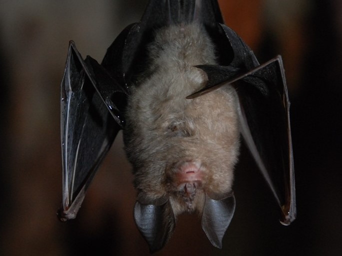 Reprodução internet