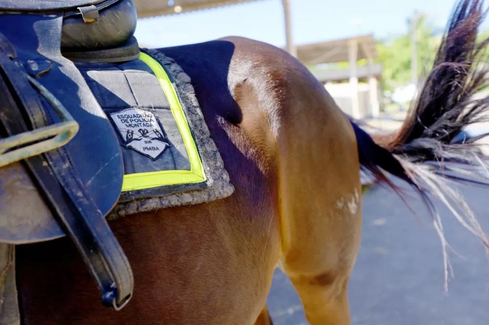 Cavalaria da PM da Bahia celebra 190 anos com semana festiva e homenagens. Foto: Reprodução/GOVBA