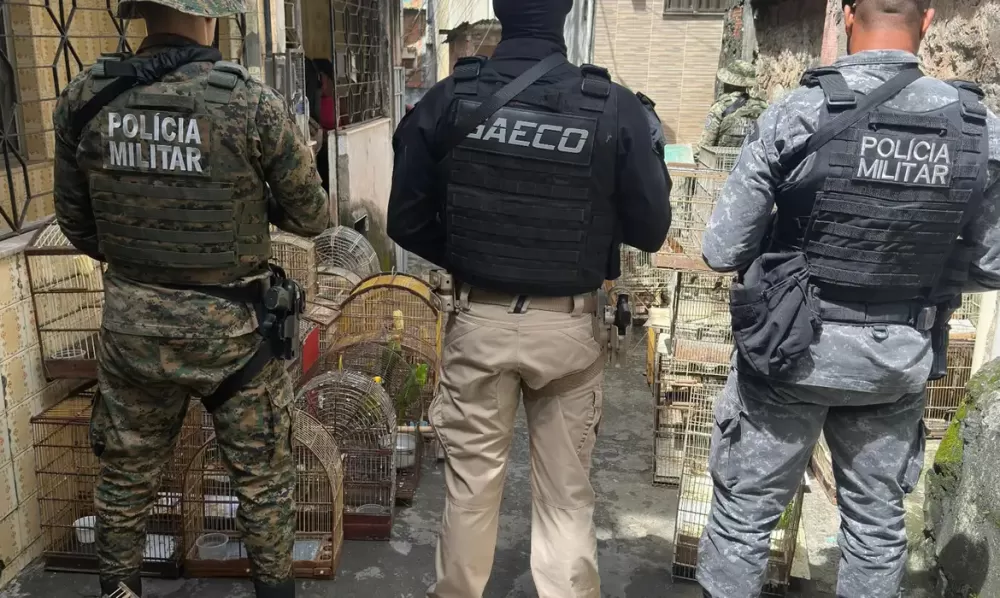 Operação prende um dos maiores traficantes de aves silvestres do Brasil em Salvador. Foto: MPBA/Divulgação