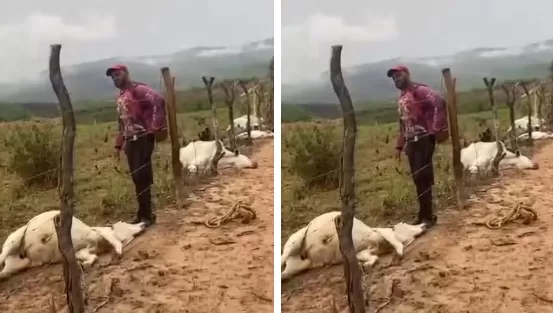 Reprodução/Internet