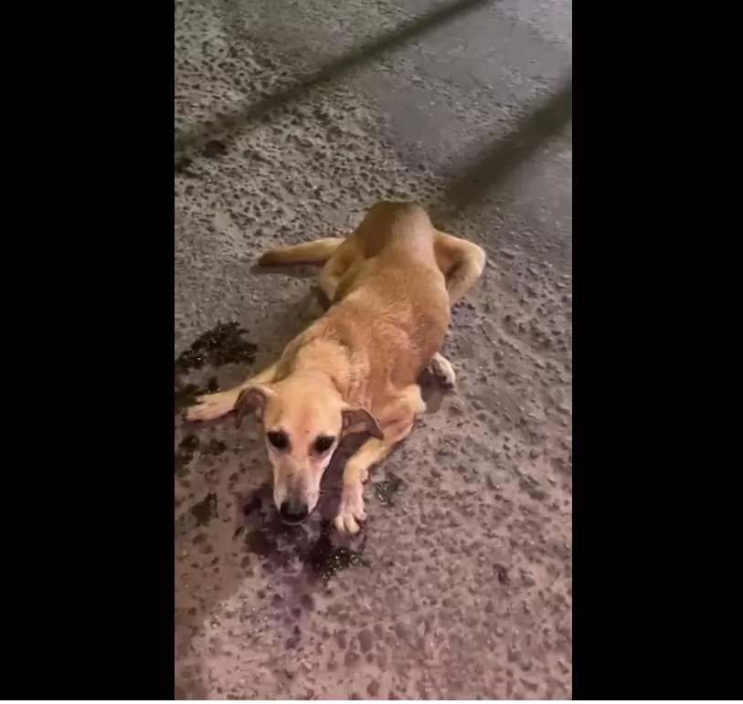  Cadela atropelada na Av. Milton Bahia e sofreu lesões severas. Foto: Reprodução/Whatsapp