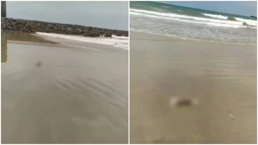 Membros são encontrados em praia de Fortaleza. Foto: Reprodução