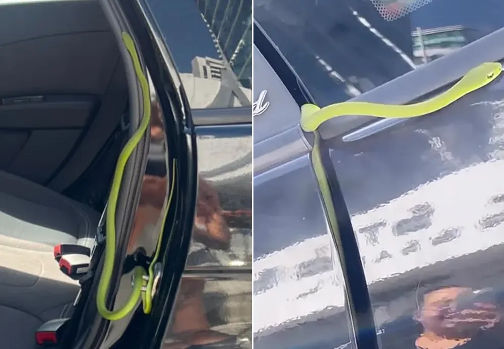 Sthe Matos dá de cara com cobra em carro por aplicativo — Foto: Reprodução/Redes Sociais