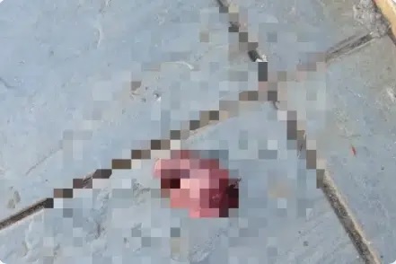 Reprodução internet