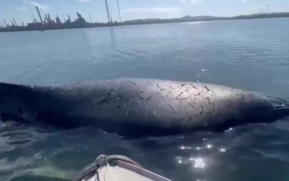 Baleia está encalhada na Baía de Todos-os-Santos — Foto/Reprodução: Redes sociais